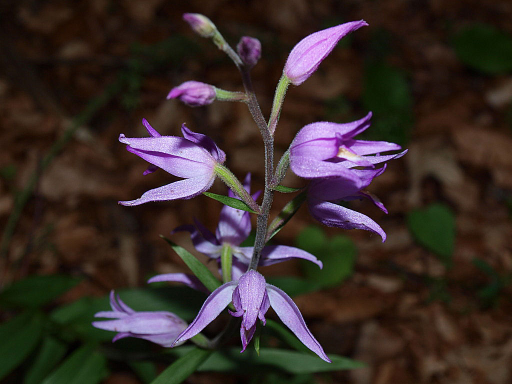 Cephalanthera rubra